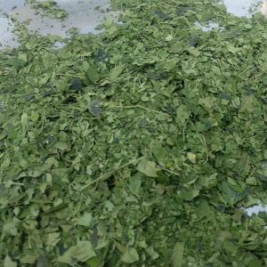moringa dried leaves