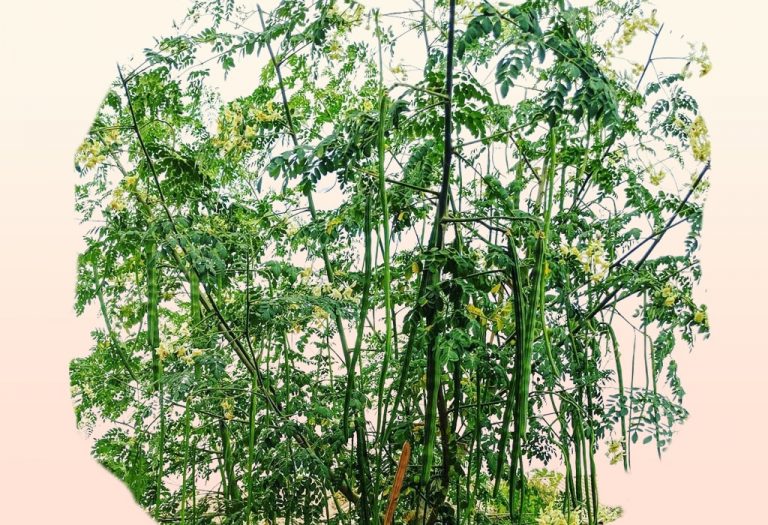 Moringa Drumstick Tree Incredible Health Benefits And Side Effects 2881