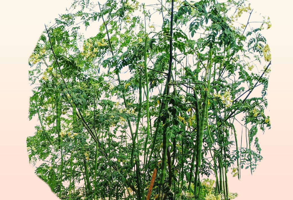 Moringa (Drumstick) Tree