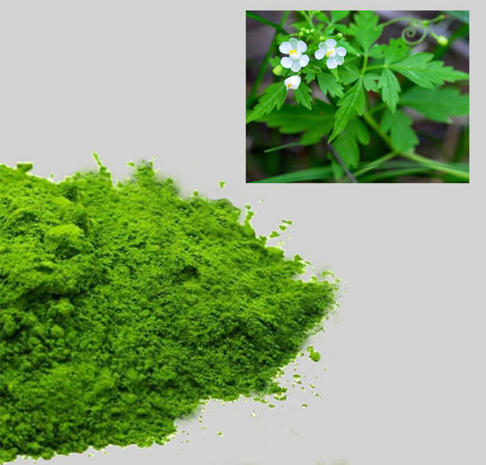 Buy Natural Mudakathan keerai Powder Online in India | Pure & Trusted  Product