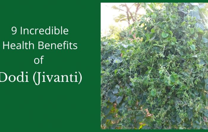 dodi jivanti health benefits