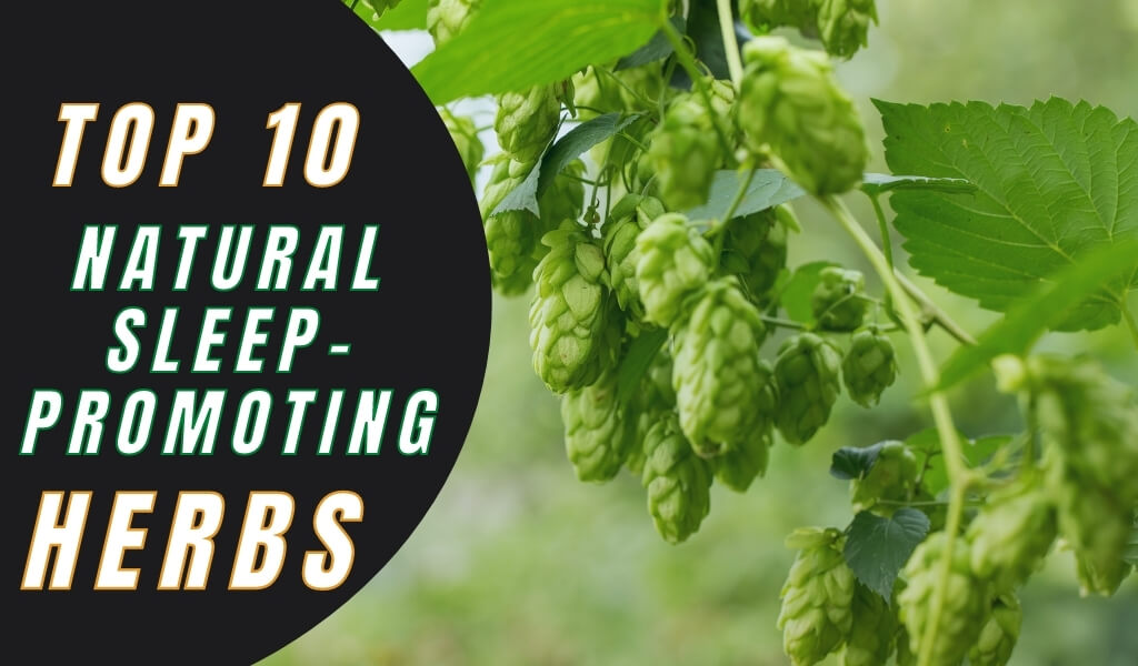 10 Natural Herbs for Good Sleep
