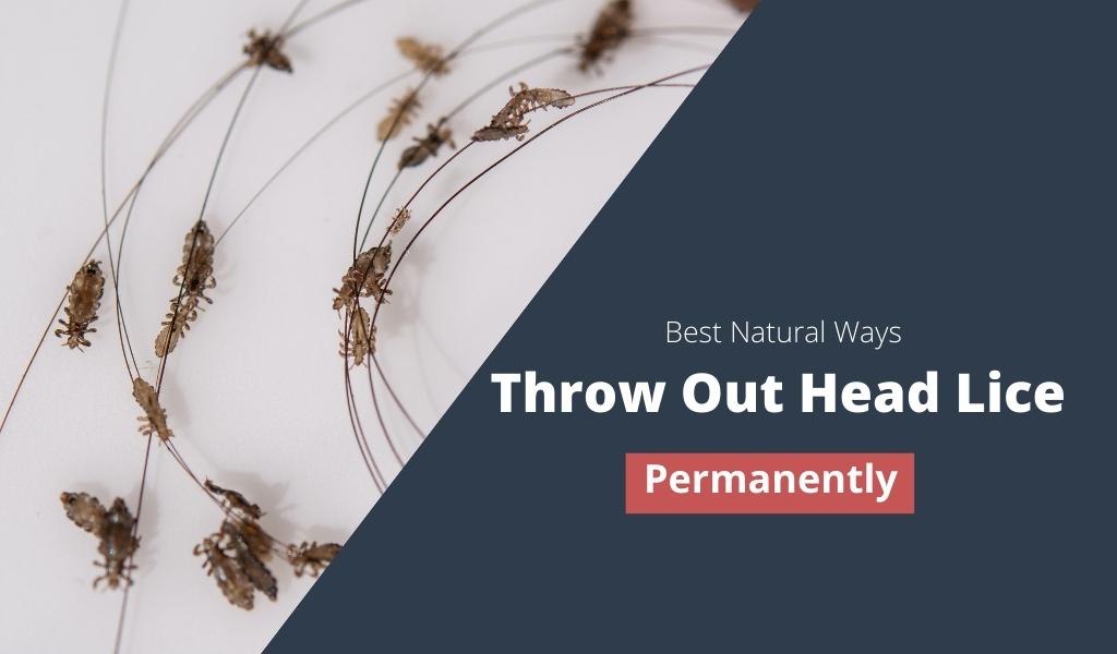 Best Natural Ways to Permanently Throw Out Head Lice from Hair