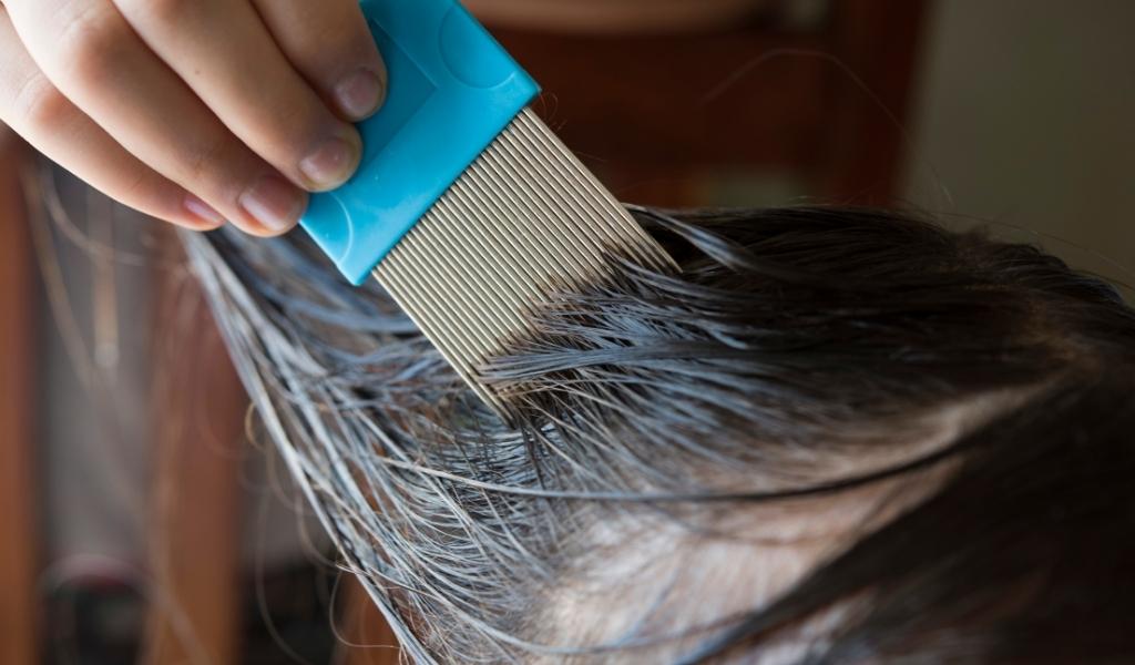 Use fine comb to remove head Lice