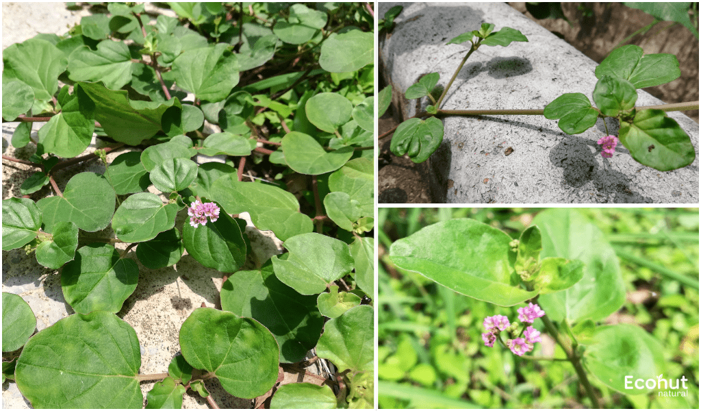 Boerhavia Diffusa