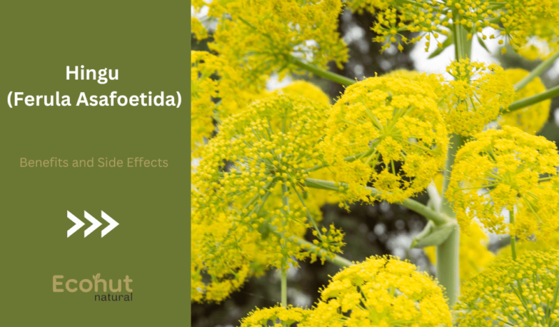 Hingu (Ferula Asafoetida) Benefits and Side Effects