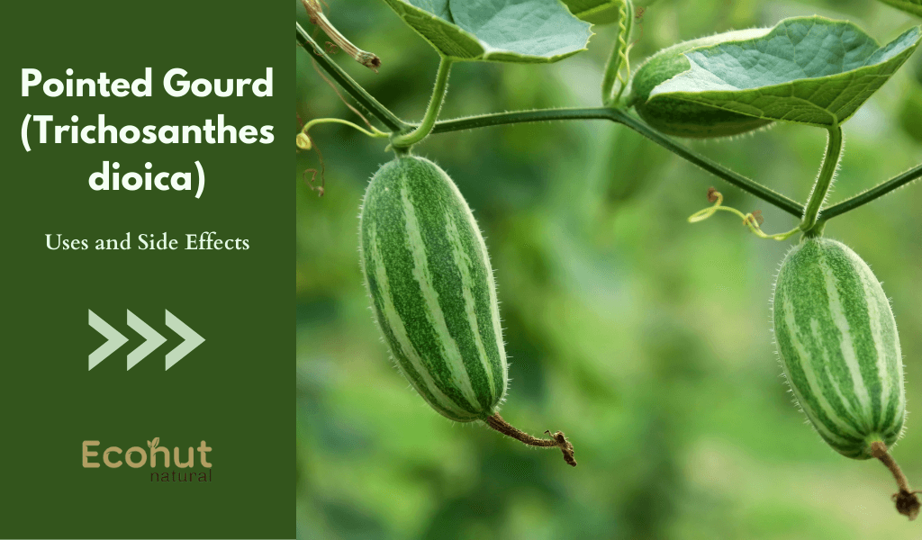 Pointed Gourd (Trichosanthes dioica)