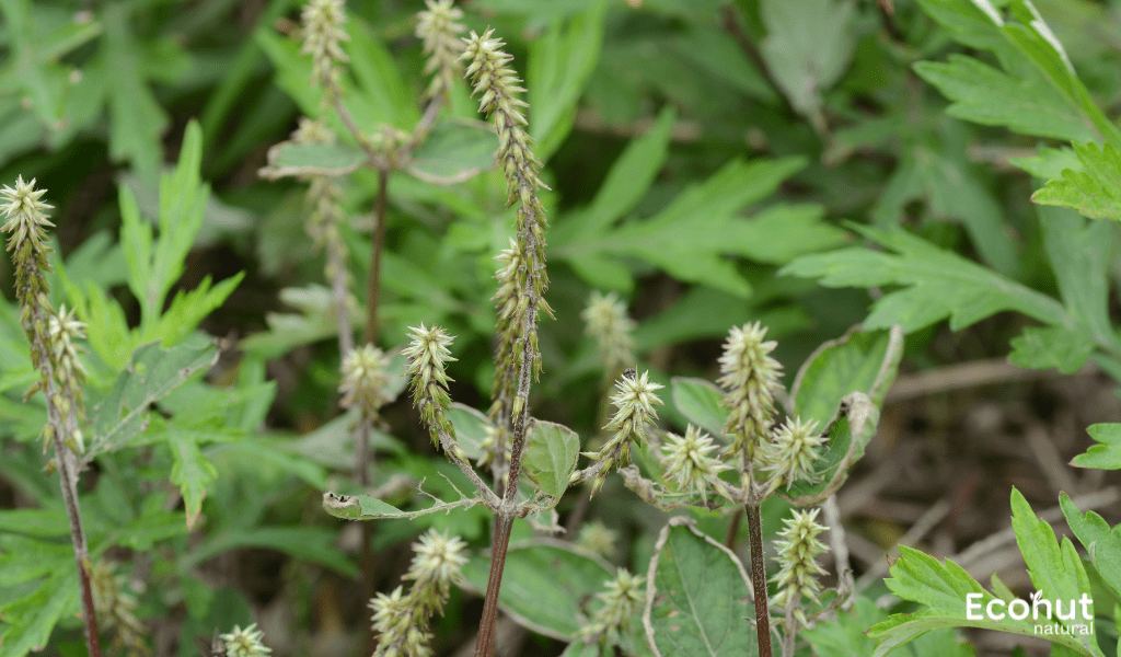 Achyranthes Aspera