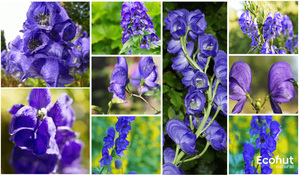 (Aconitum Heterophyllum)