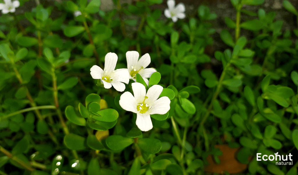 Bacopa Monnieri