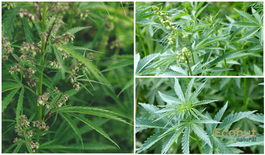 Cannabis Sativa