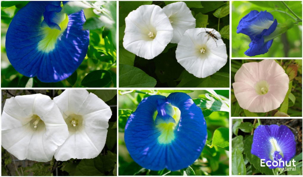 Convolvulus Pluricaulis