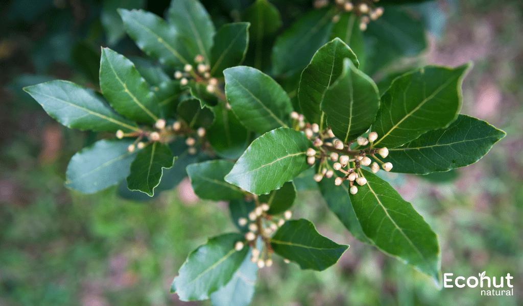 Laurus nobilis