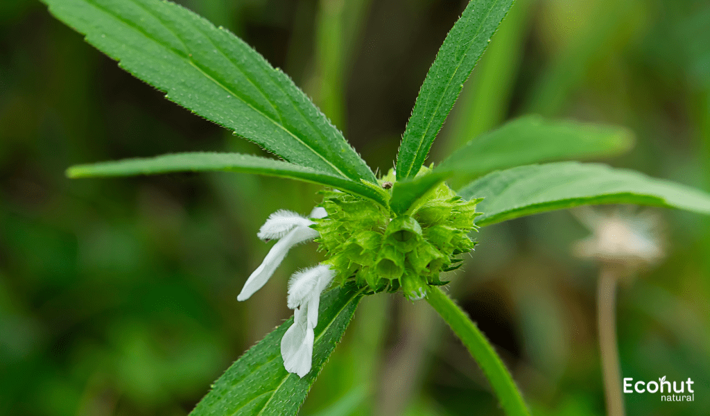 Leucas cephalotes