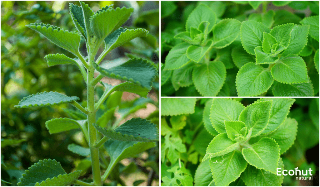 Plectranthus amboinicus