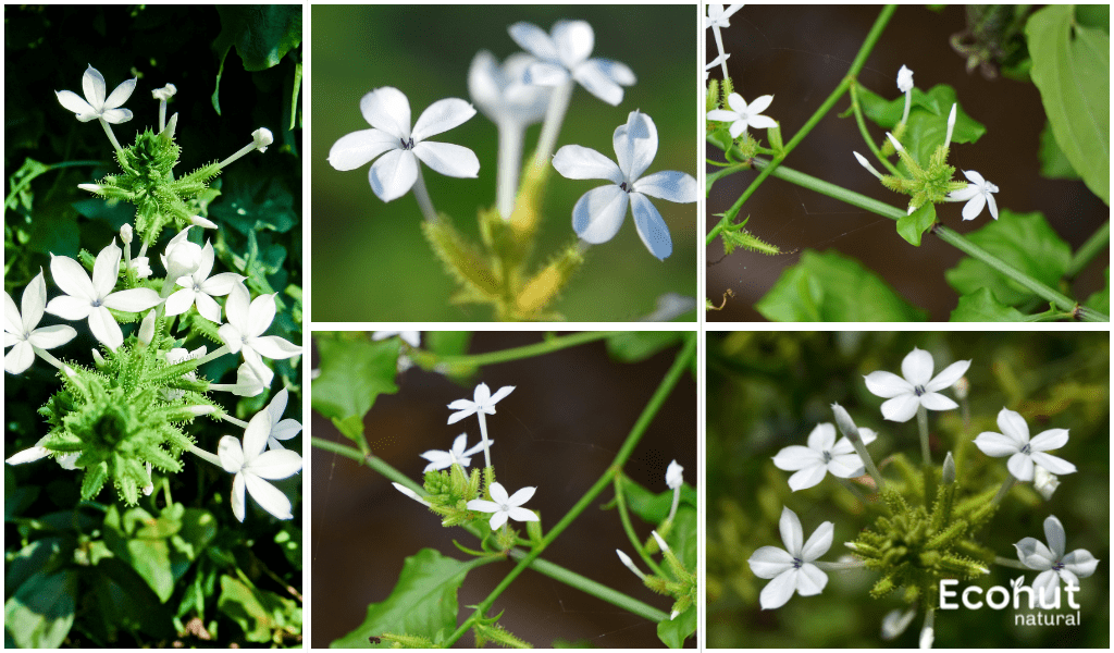 Plumbago zeylanica