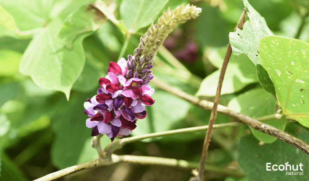 Pueraria Tuberosa