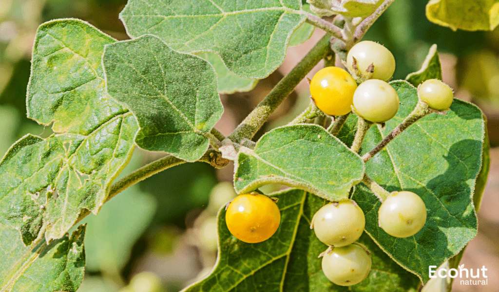 Solanum indicum
