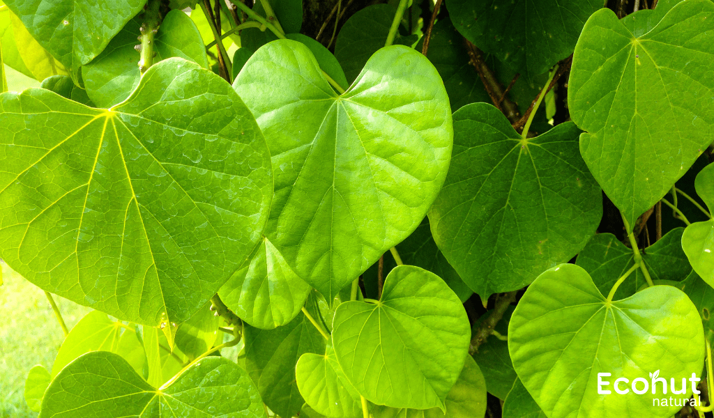 Tinospora-Cordifolia