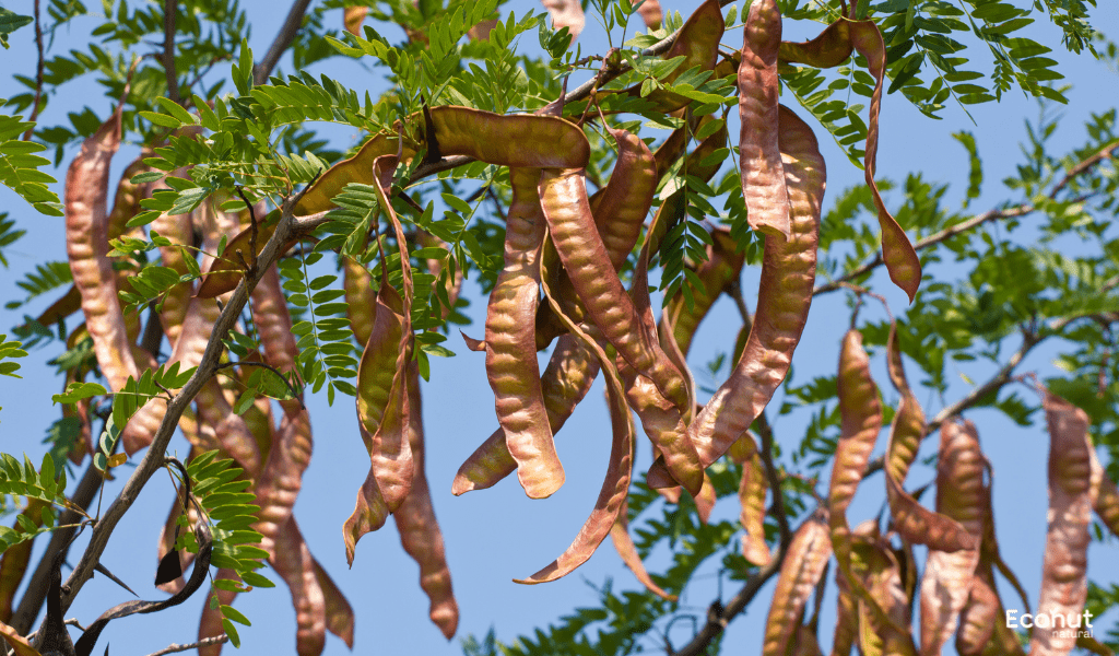 Acacia Catechu