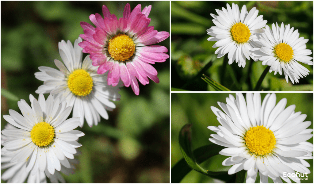 Bellis Perennis