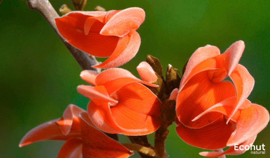 Butea monosperma