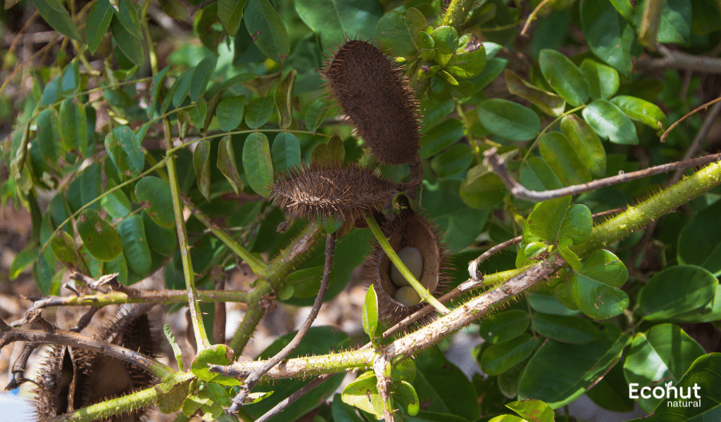 Caesalpinia Crista