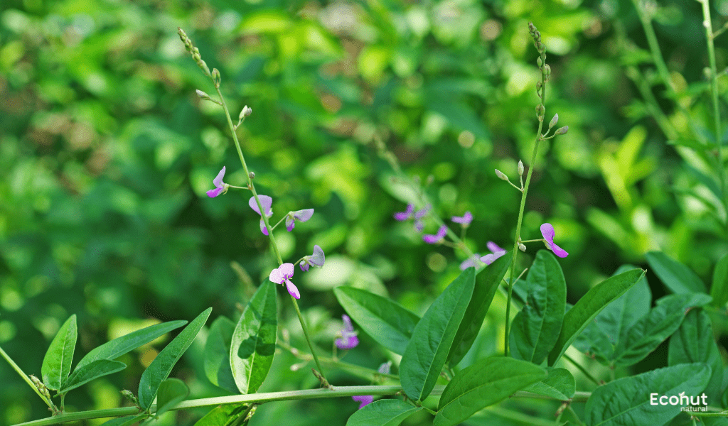 Desmodium gangeticum