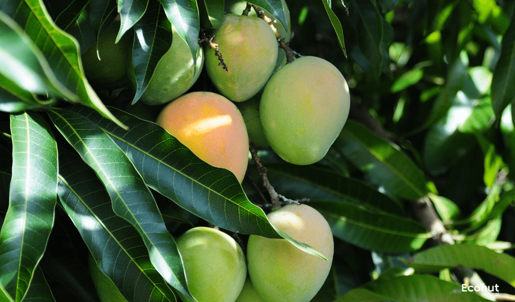 Mangifera indica