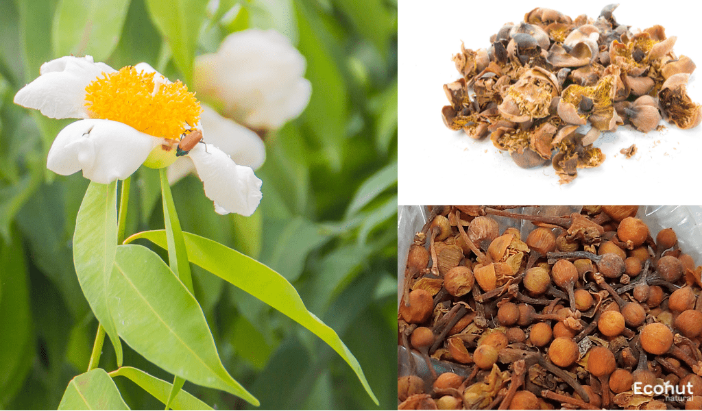 Nagkesar (Mesua ferrea) - Uses, Properties, Benefits & side Effects