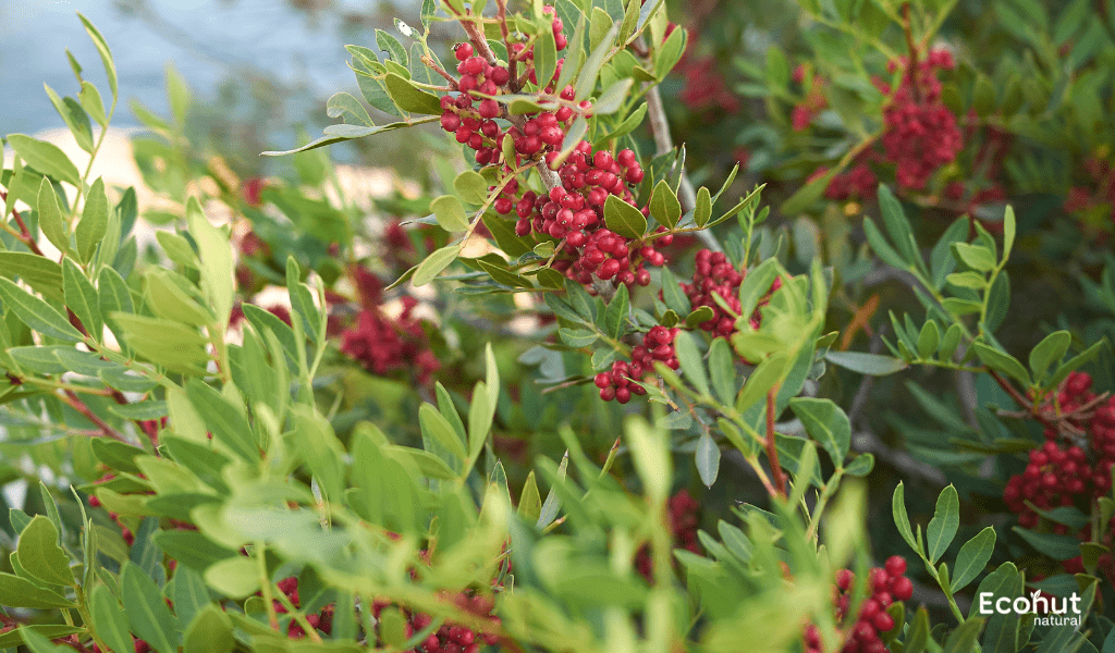 Pistacia integerrima