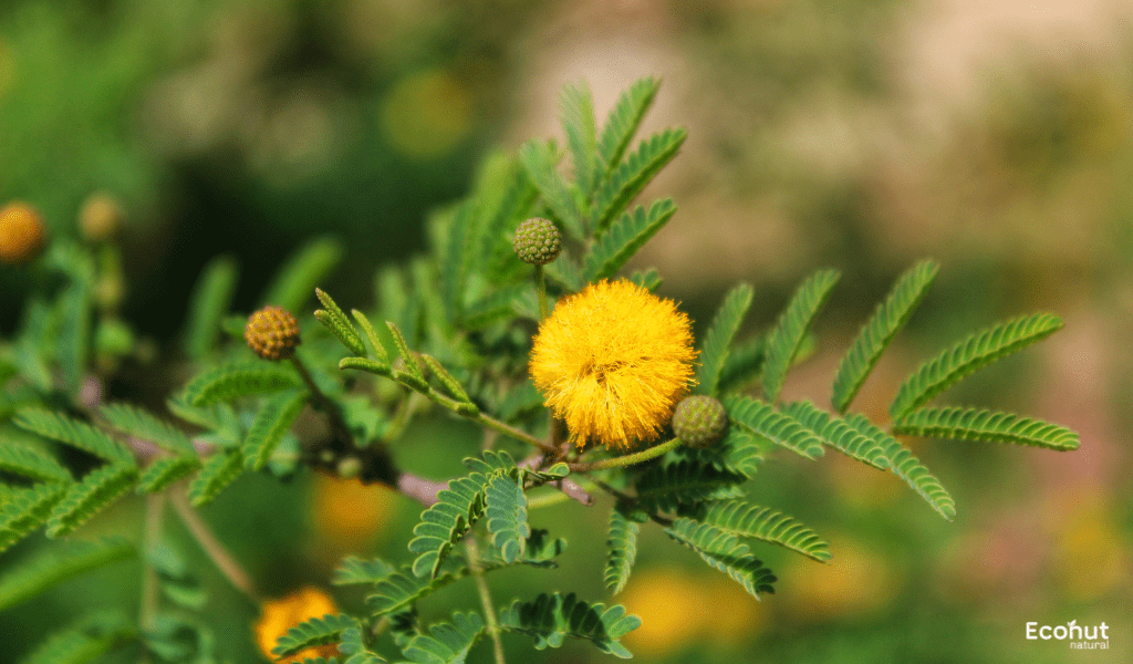 Babul (Acacia senegal) - Properties, Uses, Benefits & Side Effects