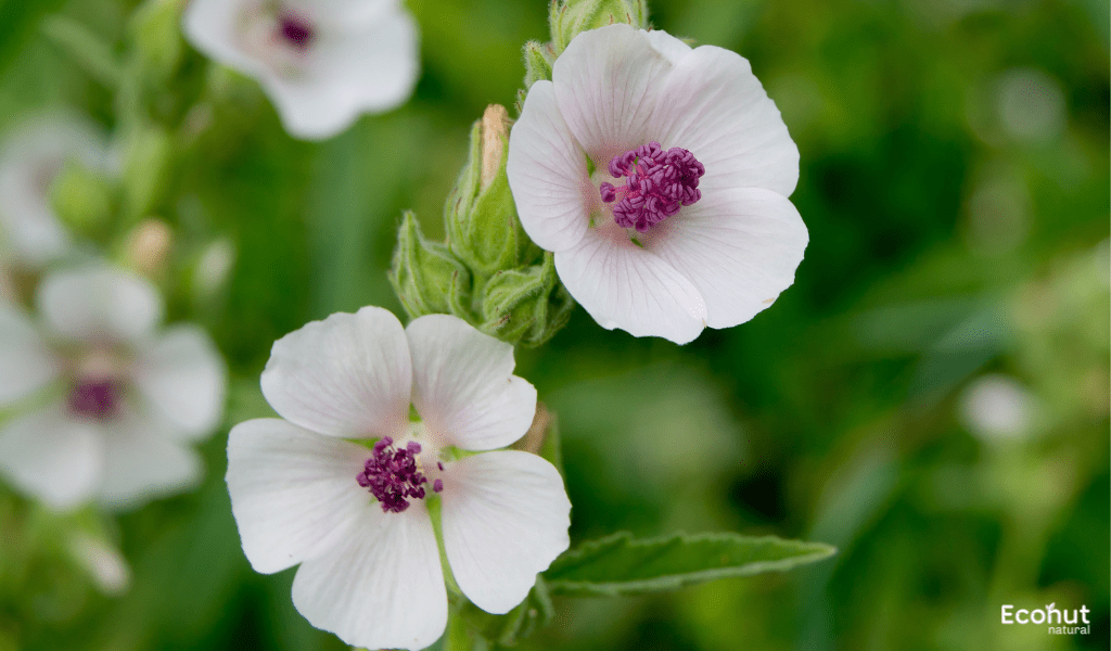 Althaea Officinalis