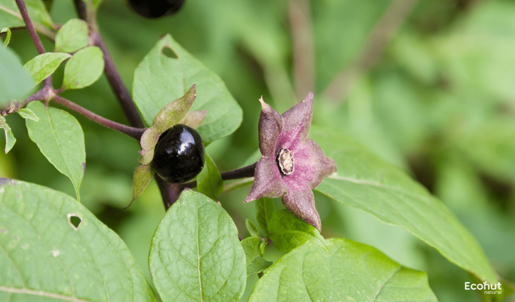 Atropa belladonna