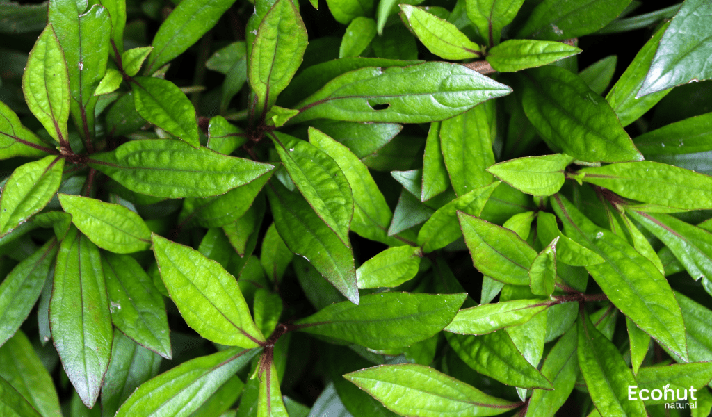 Eupatorium Triplinerve