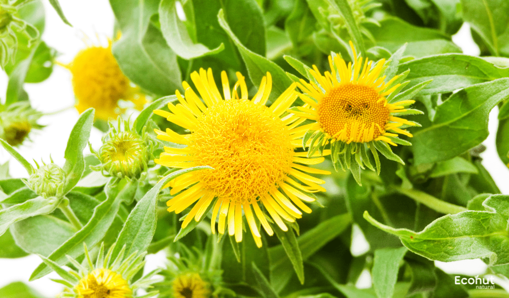 Inula Racemosa