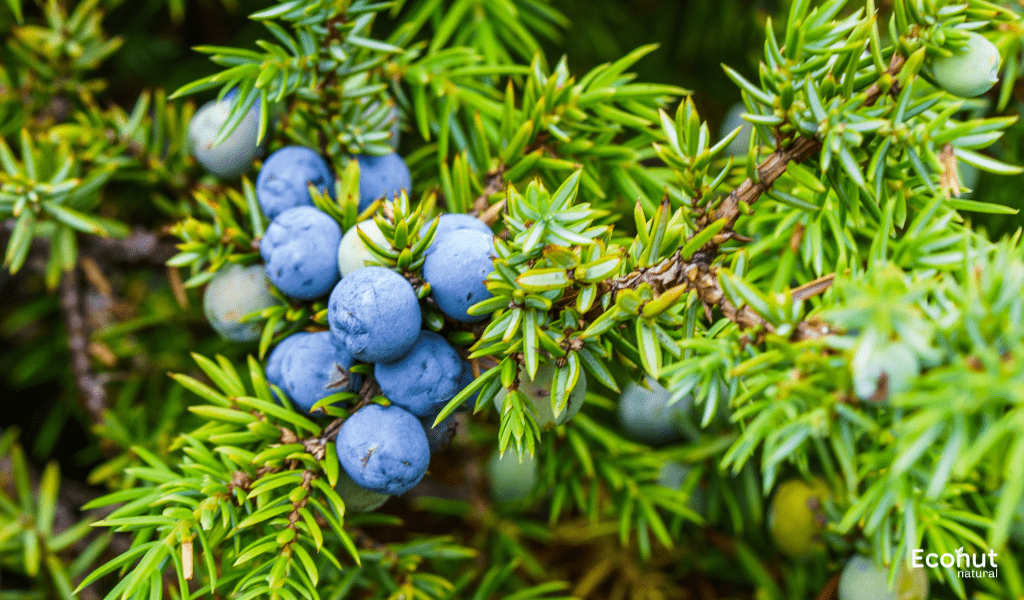 Juniperus communis