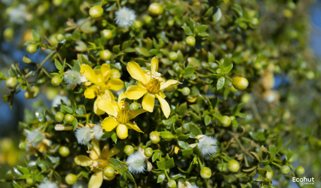 Larrea tridentata