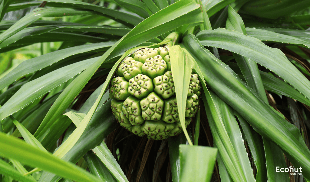 Pandanus odorotissimus