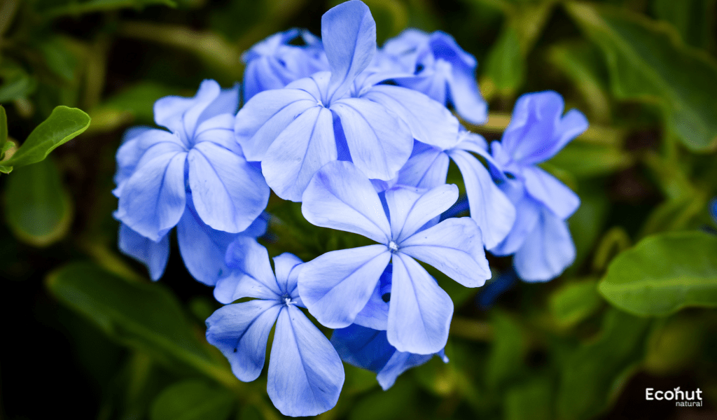 Plumbago Auriculata