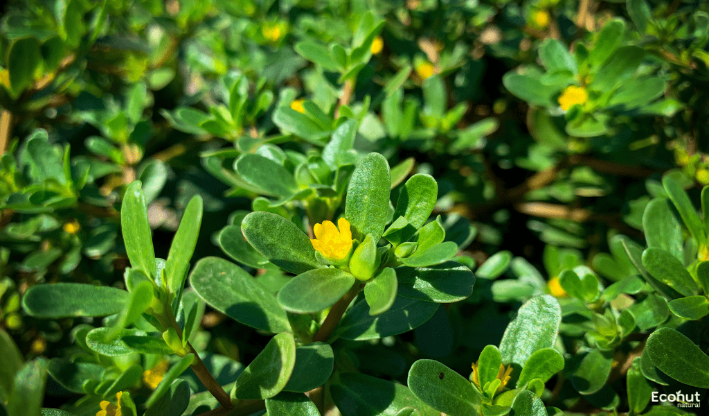 Portulaca Oleracea