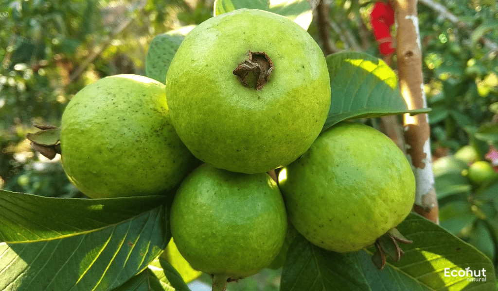 Psidium Guajava