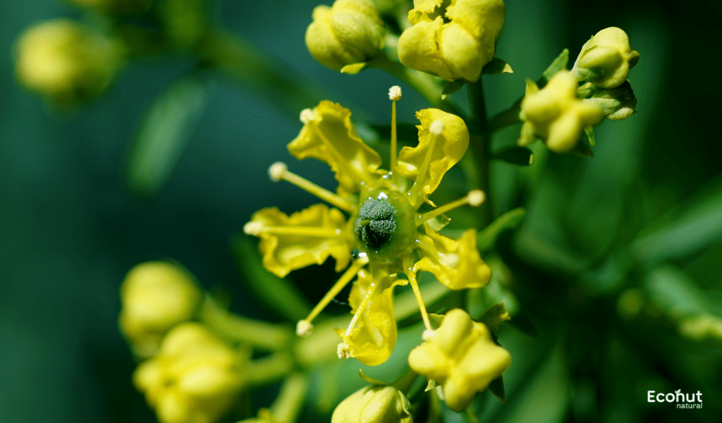 Ruta Graveolens