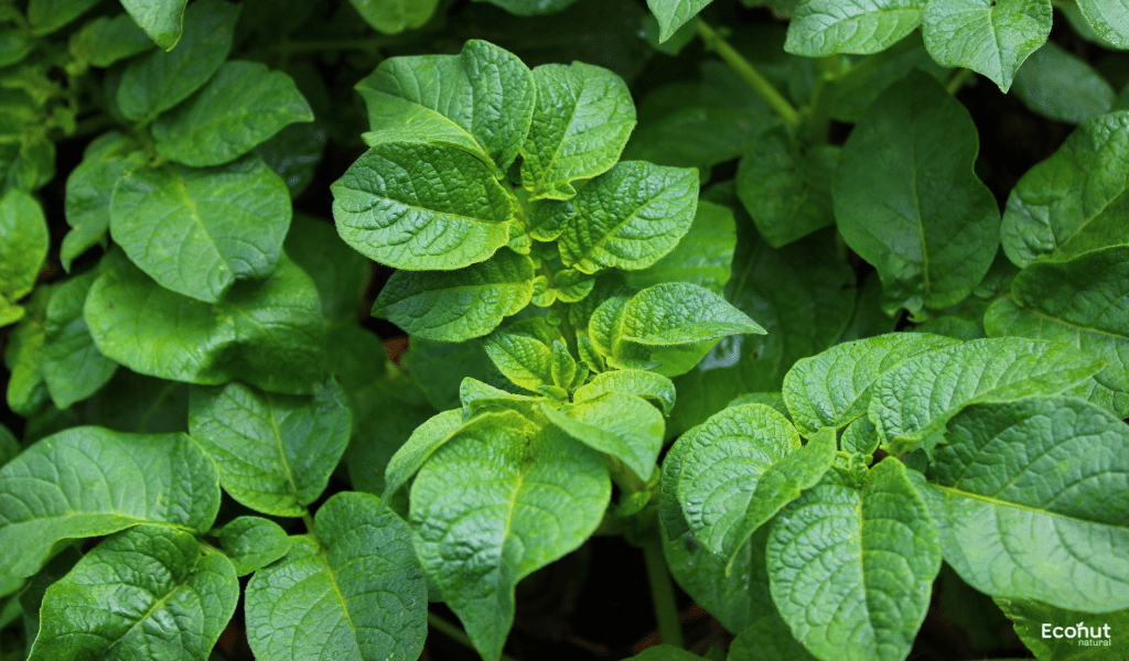 Solanum Tuberosum