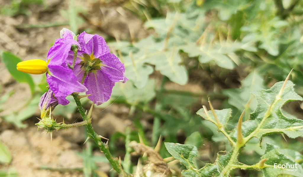 Solanum Xanthocarpum