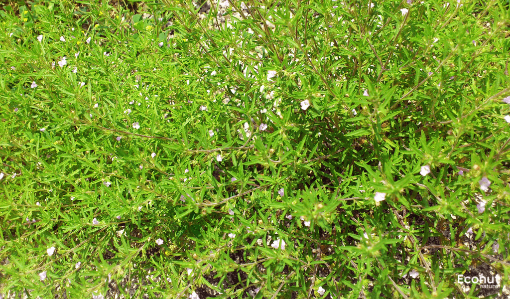 Summer savory