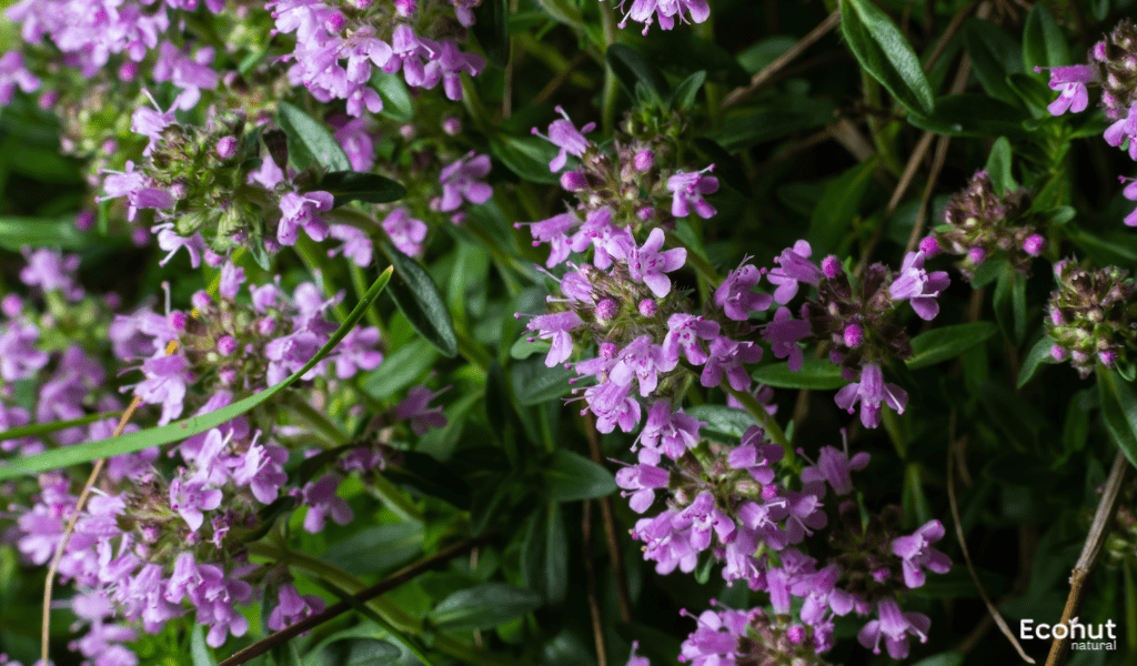 Thymus Serpyllum