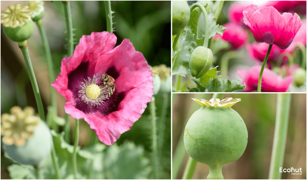 papavar somniferum